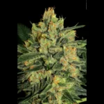 PARADISE SEEDS - DURGA MATA II CBD FEM - Image 2