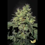 GRAINES DE PARADIS - DUTCH DRAGON FEM