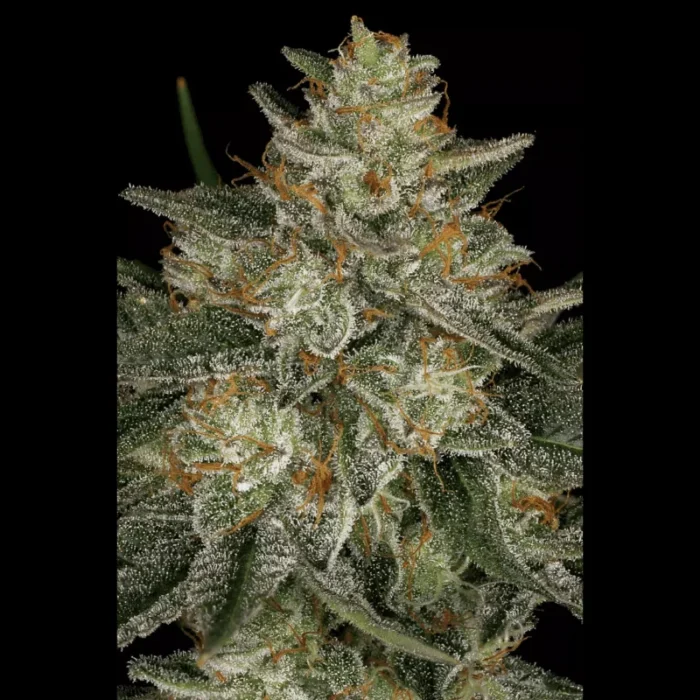 GRAINES DE PARADIS - DUTCH KUSH FEM – Image 1