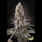 PARADISE SEEDS - EL DORADO OG FEM