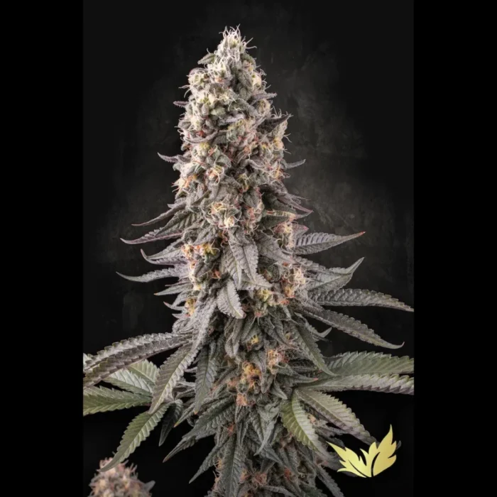 PARADISE SEEDS - EL DORADO OG FEM - Imagen 1
