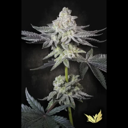 PARADISE SEEDS - EMERALD ENVY FEM