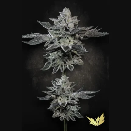PARADISE SEEDS - G-FORCE FEM