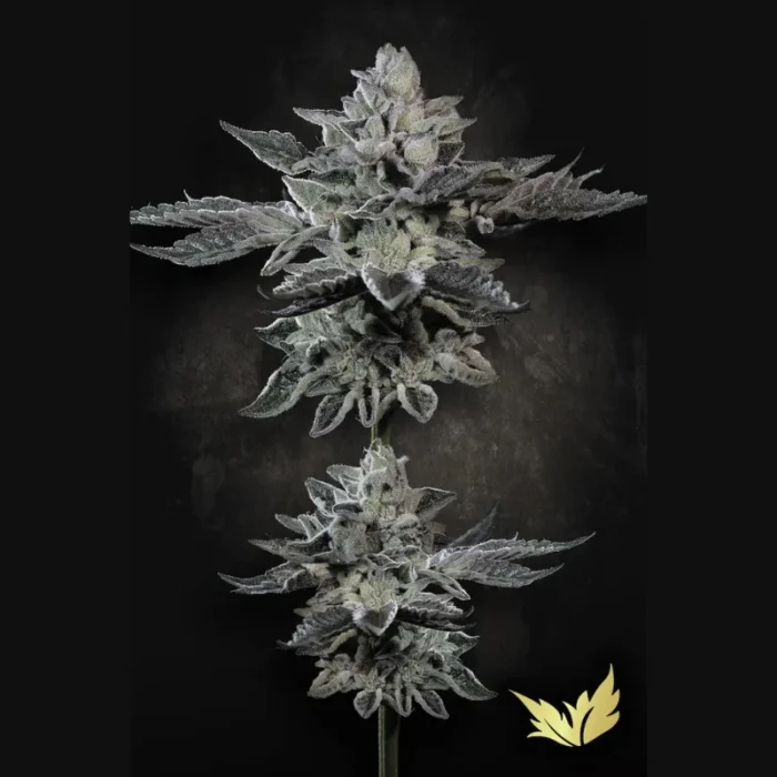 PARADISE SEEDS - G-FORCE FEM - Image 1