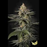 GRAINES DE PARADIS - GLOWSTARZ FEM