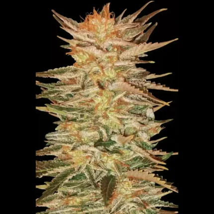 GRAINES DE PARADIS - ICE CREAM FEM