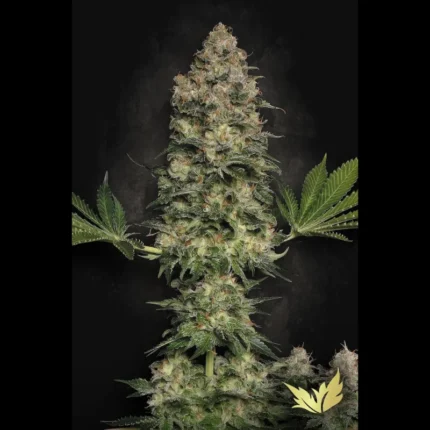 GRAINES DE PARADIS - JACKY WHITE FEM