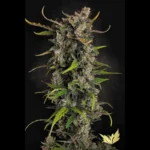 PARADISE SEEDS - LEMONADE AUTO FEM