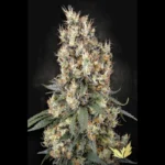 GRAINES DE PARADIS - MENDOCINO SKUNK FEM