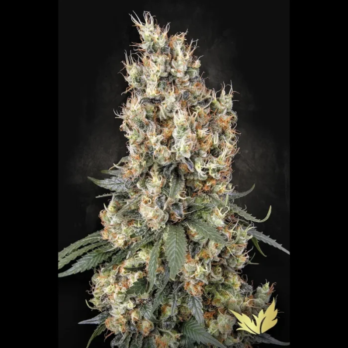 GRAINES DE PARADIS - MENDOCINO SKUNK FEM – Image 1