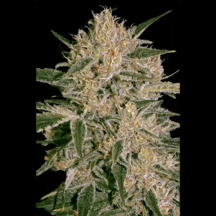 PARADISE SEEDS - NEBULA II CBD FEM - immagine 1
