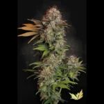 SEMILLAS PARADISE - NEBULA FEM