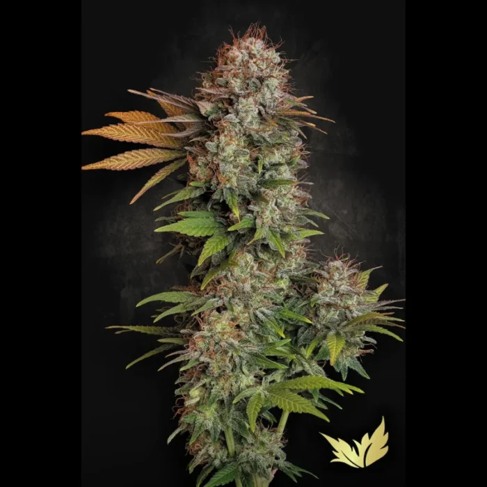 SEMILLAS PARADISE - NEBULA FEM - Imagen 1