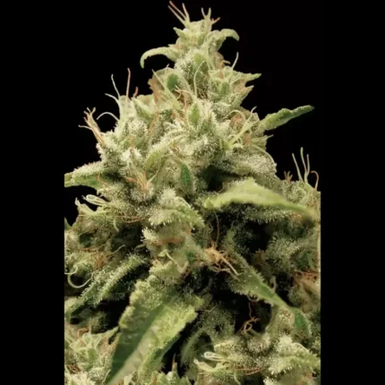 GRAINES DE PARADIS - OPIUM FEM