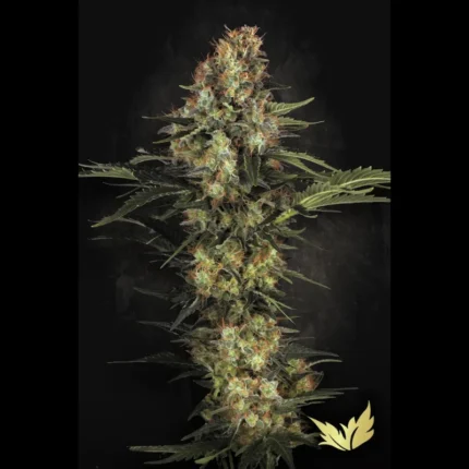 PARADISE SEEDS - ORIGINAL WHITE WIDOW IBL