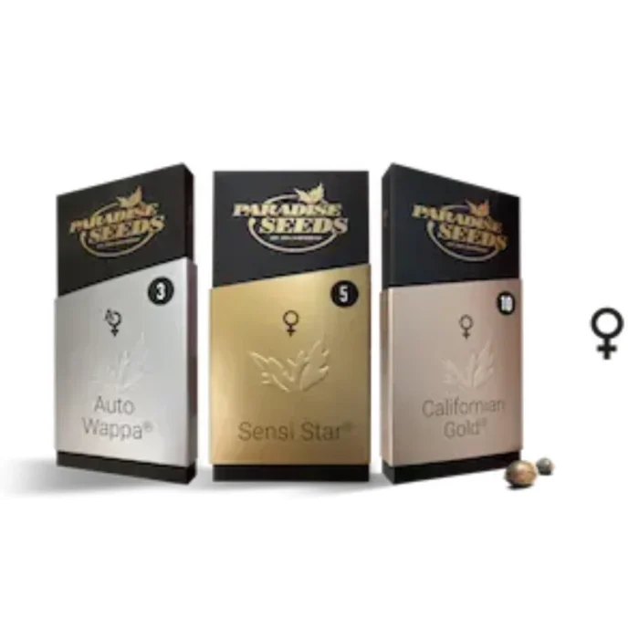 GRAINES DE PARADIS - DUTCH KUSH FEM – Image 2