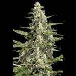 PARADISE SEEDS - PANDORA AUTO FEM