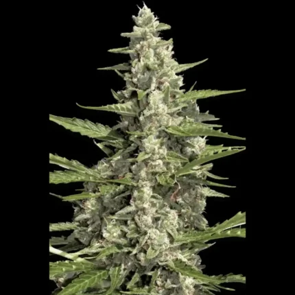 PARADISE SEEDS - PANDORA AUTO FEM