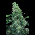 PARADISE SEEDS - PANDORA AUTO FEM - Image 2