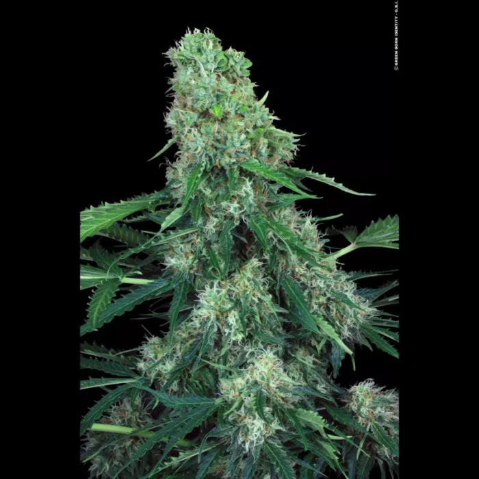 PARADISE SEEDS - PANDORA AUTO FEM - Image 2
