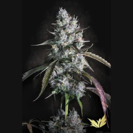 PARADISE SEEDS - RED VELVET AUTO FEM