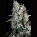 PARADISE SEEDS - RED VELVET AUTO FEM - immagine 2