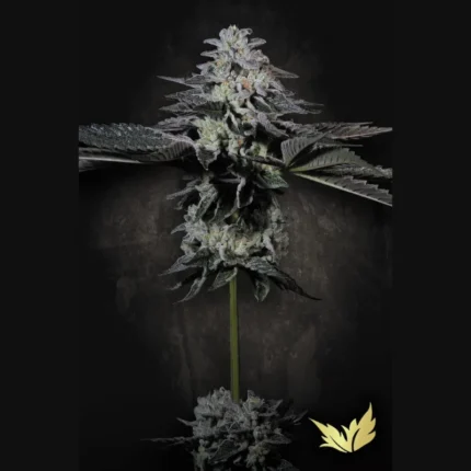 PARADISE SEEDS - TROPICANA CRUSH FEM