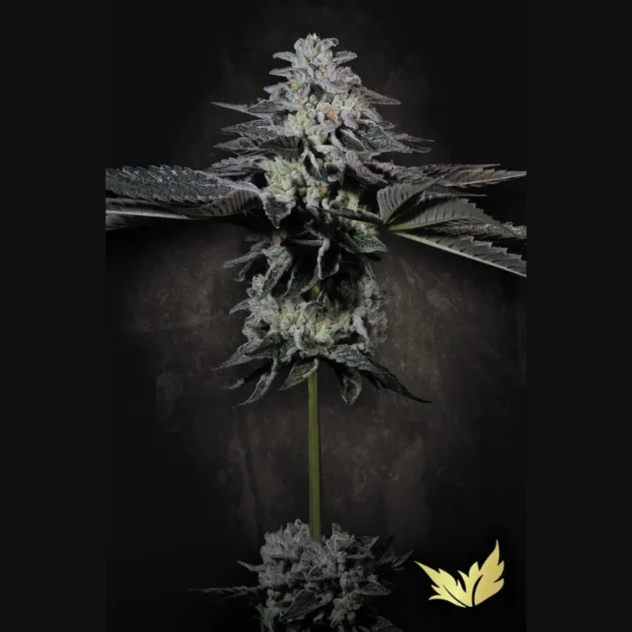 PARADISE SEEDS - TROPICANA CRUSH FEM - Image 1