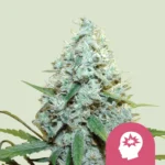 KÖNIGLICHE KÖNIGIN SAMEN - AMG AMNESIE MC GANJA FEM