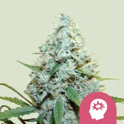 ROYAL QUEEN SEEDS - AMG AMNESIA MC GANJA FEM