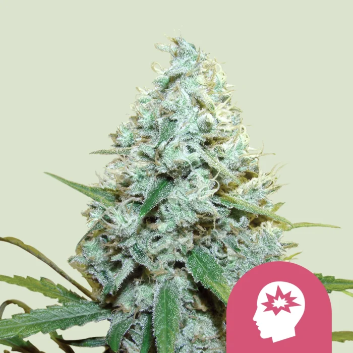 KÖNIGLICHE KÖNIGIN SAMEN - AMG AMNESIE MC GANJA FEM – Bild 1