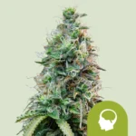 ROYAL QUEEN SEEDS - AMNESIA HAZE AUTO