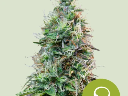 ROYAL QUEEN SEEDS - AMNESIA HAZE AUTO