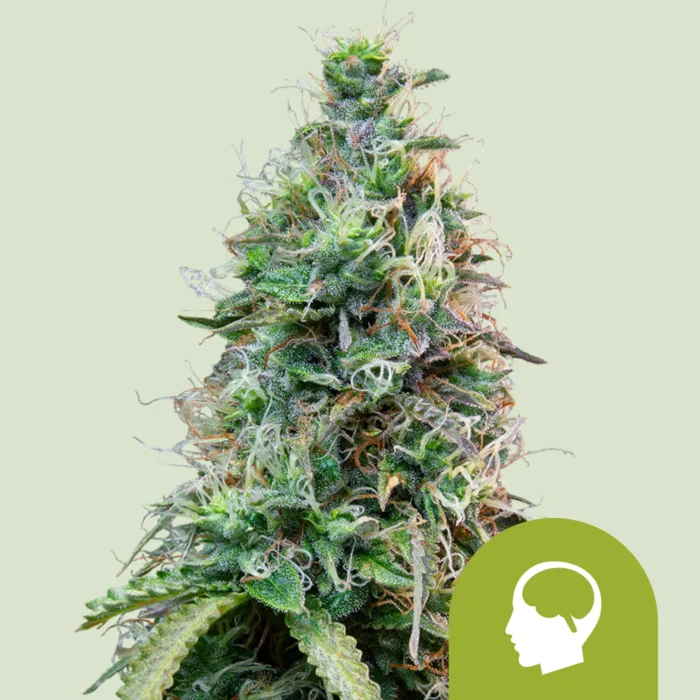 ROYAL QUEEN SEEDS - AMNESIA HAZE AUTO - Image 1