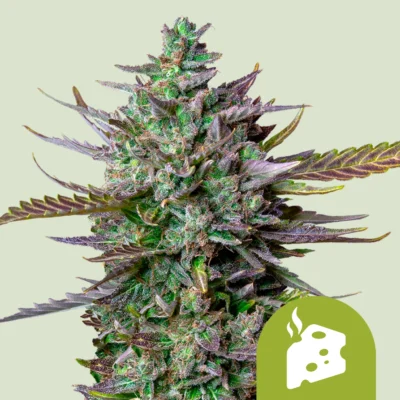 ROYAL QUEEN SEEDS - BLUE CHEESE AUTO FEM - immagine 1