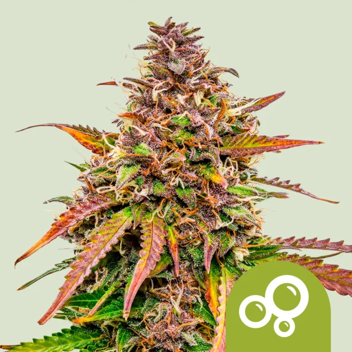 ROYAL QUEEN SEEDS - BUBBLE KUSH AUTO FEM – Bild 1