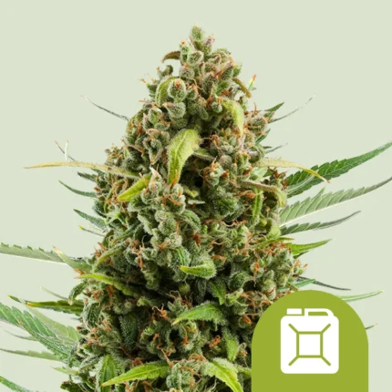 ROYAL QUEEN SEEDS - DIESEL AUTOMATIC