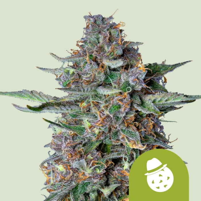 ROYAL QUEEN SEEDS - DO-SI-DOS AUTOMATIC FEM - Image 1