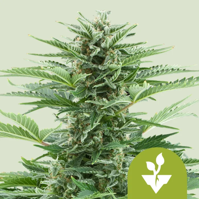ROYAL QUEEN SEEDS - EASY BUD AUTO - Image 1