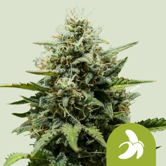 ROYAL QUEEN SEEDS - FAT BANANA AUTOMATIC FEM (USA PREMIUM) - Imagen 1
