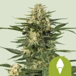 ROYAL QUEEN SEEDS - GREEN ICE CREAM AUTOMATIC (USA PREMIUM)