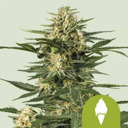ROYAL QUEEN SEEDS - GREEN ICE CREAM AUTOMATIC (USA PREMIUM)