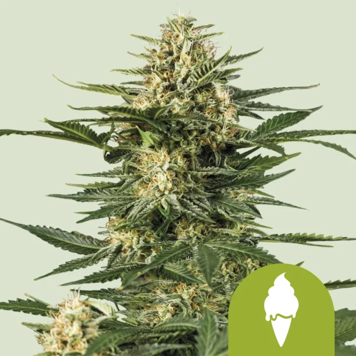 ROYAL QUEEN SEEDS - GREEN ICE CREAM AUTOMATIC (USA PREMIUM) – Image 1