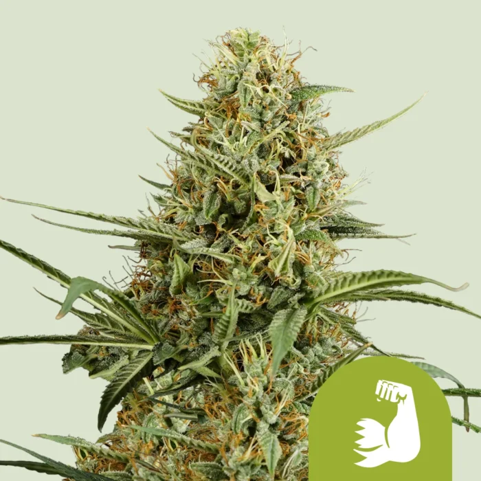 ROYAL QUEEN SEEDS - HULKBERRY AUTOMATIC FEM (USA PREMIUM) - Imagen 1