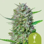 ROYAL QUEEN SEEDS - MIMOSA AUTOMATIC FEM (USA PREMIUM)
