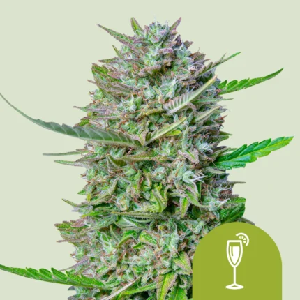 ROYAL QUEEN SEEDS - MIMOSA AUTOMATIC FEM (USA PREMIUM)