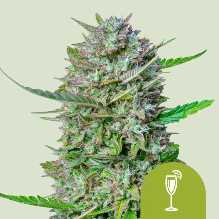 ROYAL QUEEN SEEDS - MIMOSA AUTOMATIC FEM (USA PREMIUM) - Imagen 1
