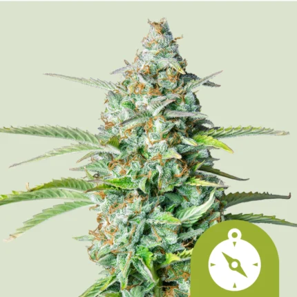 ROYAL QUEEN SEEDS - NORTHERN LIGHT AUTOMATIC