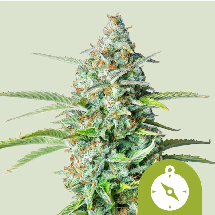 ROYAL QUEEN SEEDS - NORTHERN LIGHT AUTOMATIC – Image 1