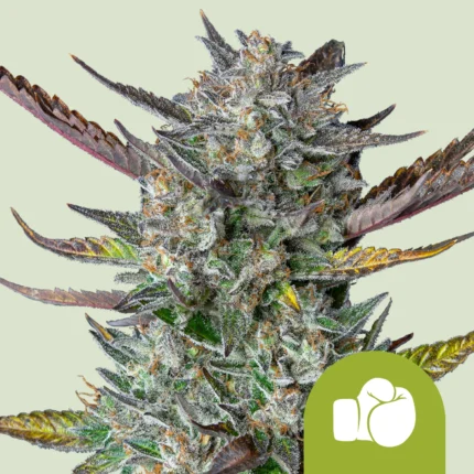 ROYAL QUEEN SEEDS - PURPLE PUNCH AUTOMATIC FEM (USA PREMIUM)